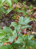 Image of Paeonia coriacea Boiss.