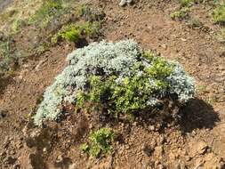 Image de Helichrysum argyrophyllum DC