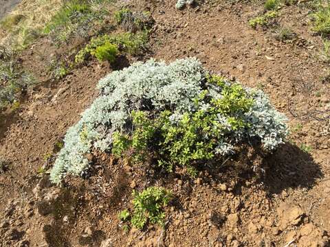 Image of Helichrysum argyrophyllum DC