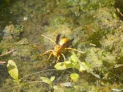 Слика од Polistes flavus Cresson 1868