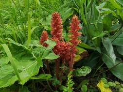 Image of Orobanche flava Mart.