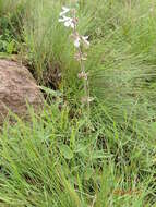 Image of Stachys rivularis J. M. Wood & M. S. Evans