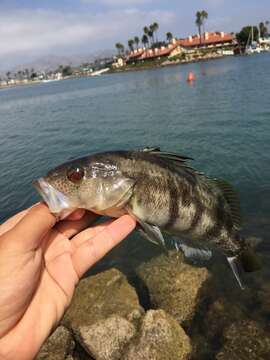 Image of Barred sand bass