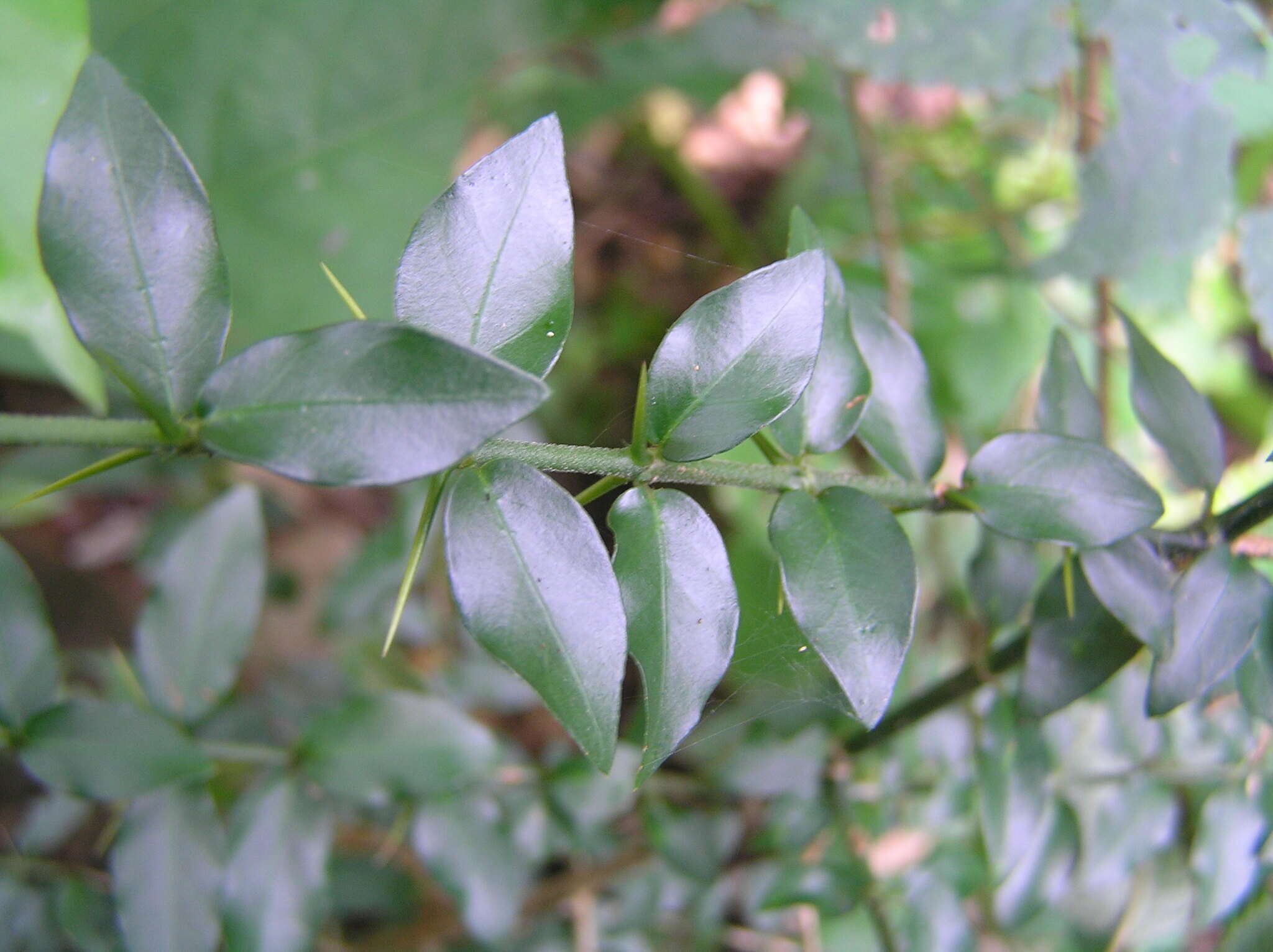 Sivun Benkara sinensis (Lour.) Ridsdale kuva