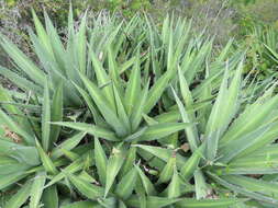 Image of Agave kerchovei Lem.