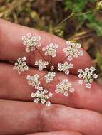 Image of Cerfolium