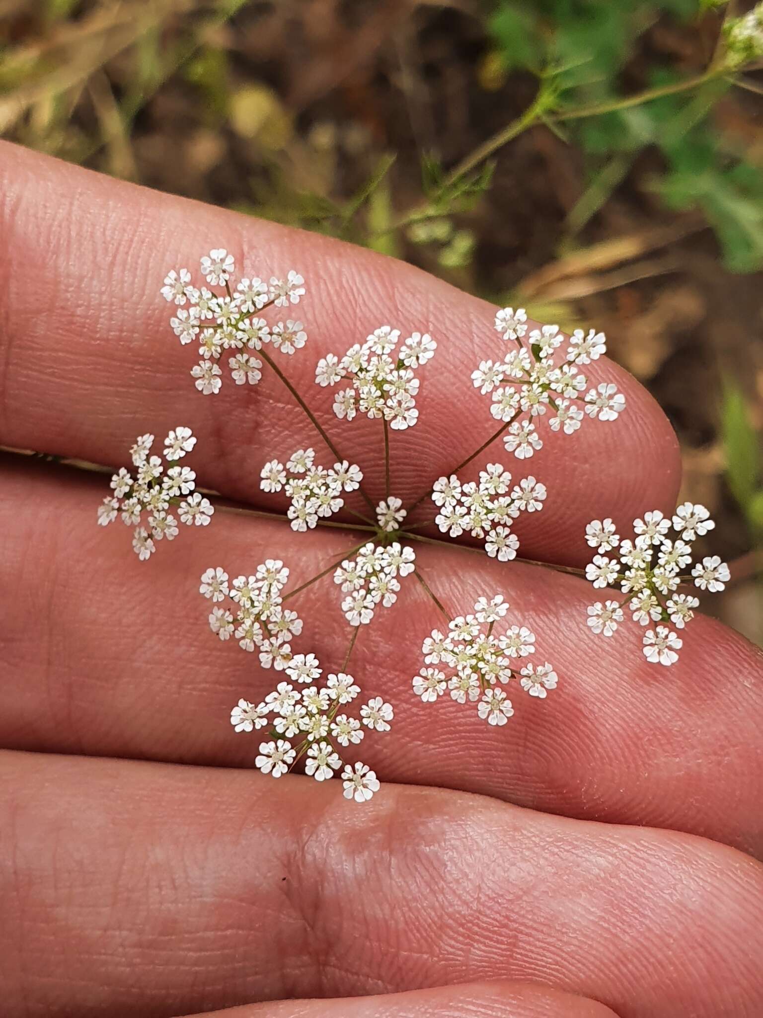 Image of Cerfolium