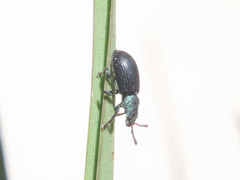 Image of Green Nettle Weevil