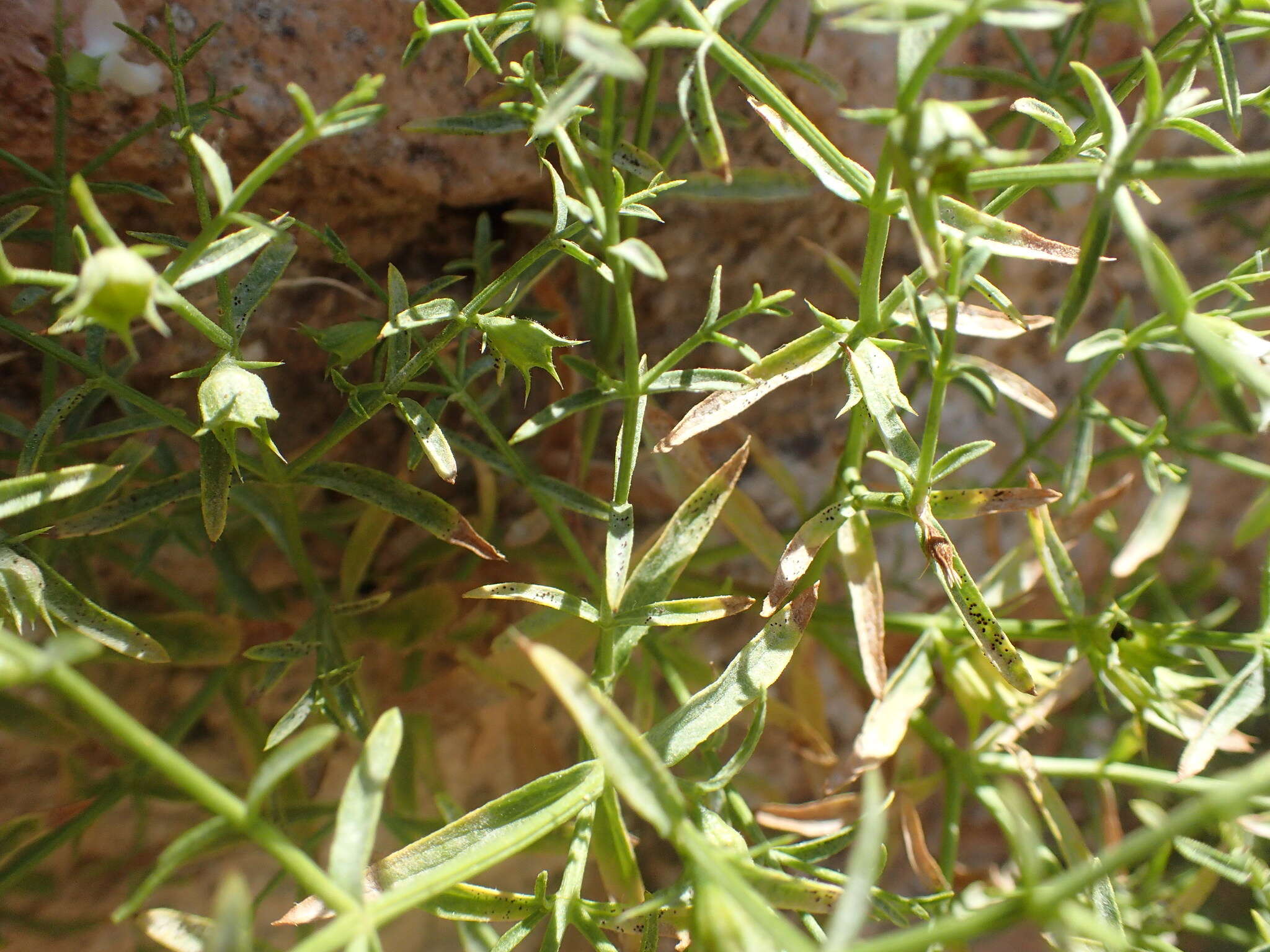 Image de Stachys glutinosa L.