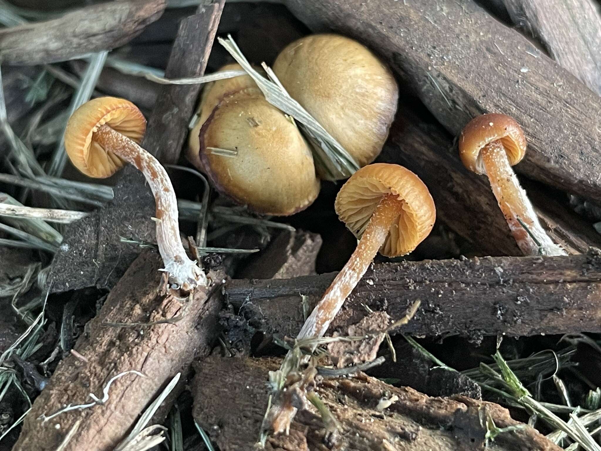 Image de Galerina badipes (Pers.) Kühner 1935