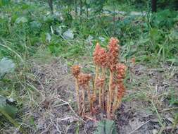 Image of Orobanche flava Mart.