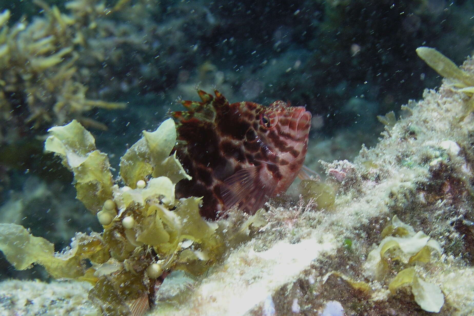 Image of Blotched Hawkfish