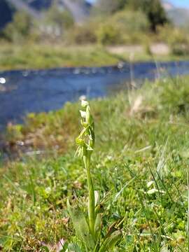 Image of Habenaria pumila Poepp.