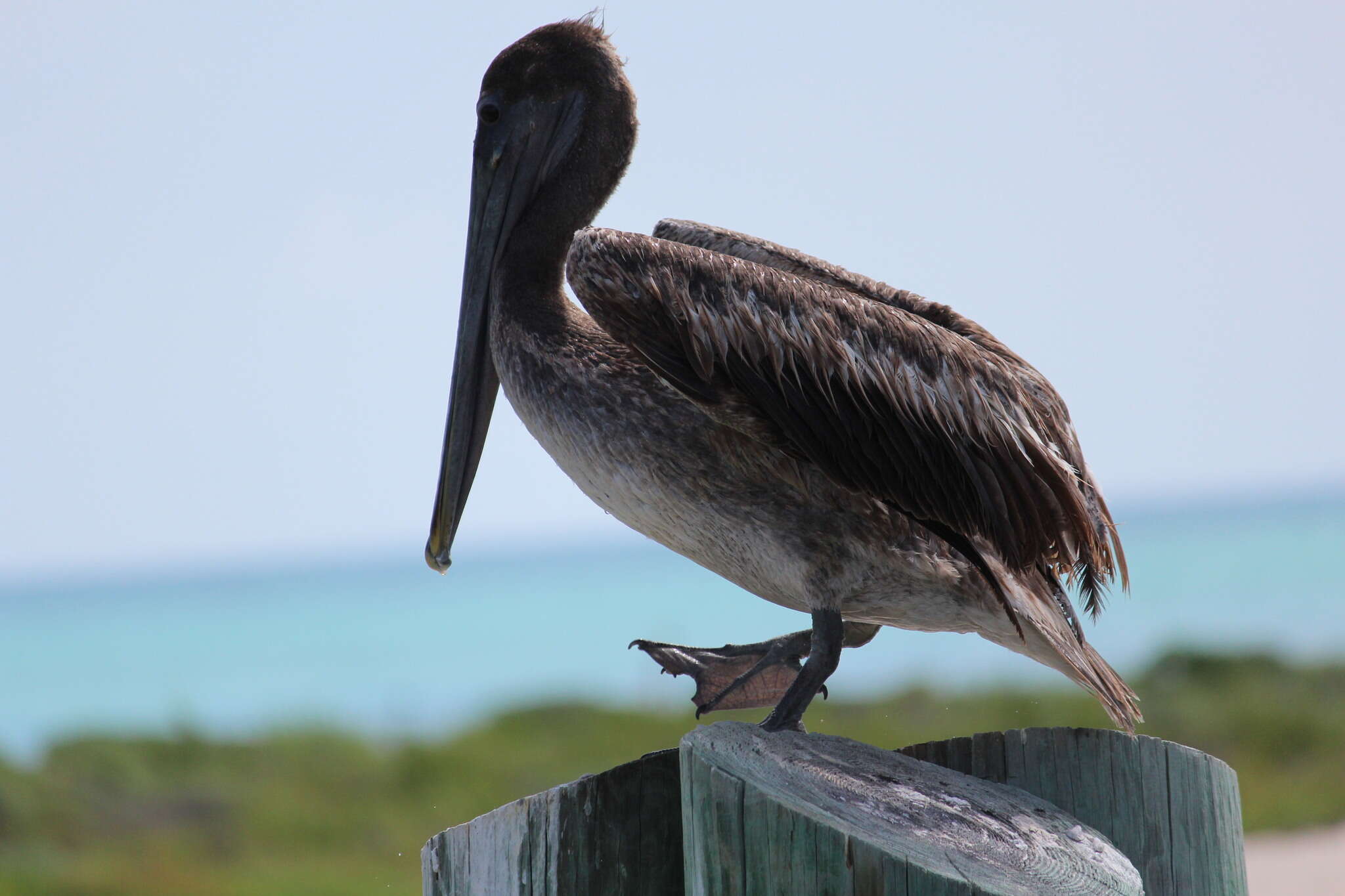 Image of Pelecanus occidentalis carolinensis Gmelin & JF 1789