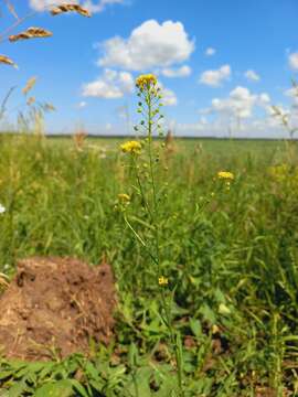 Image of ball mustard