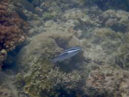 Image of Three-lined monocle bream