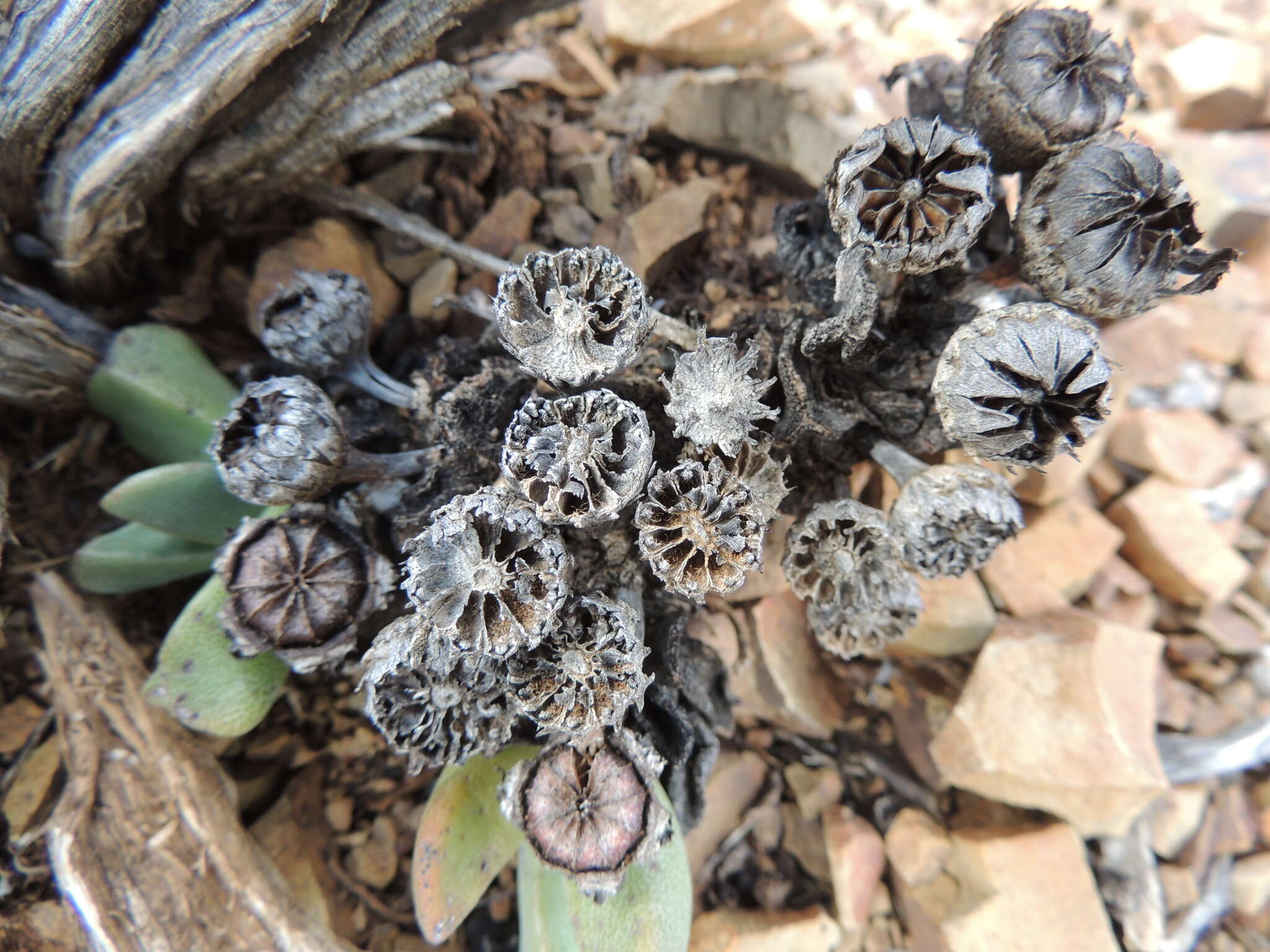 Plancia ëd Pleiospilos compactus (Ait.) Schwant.