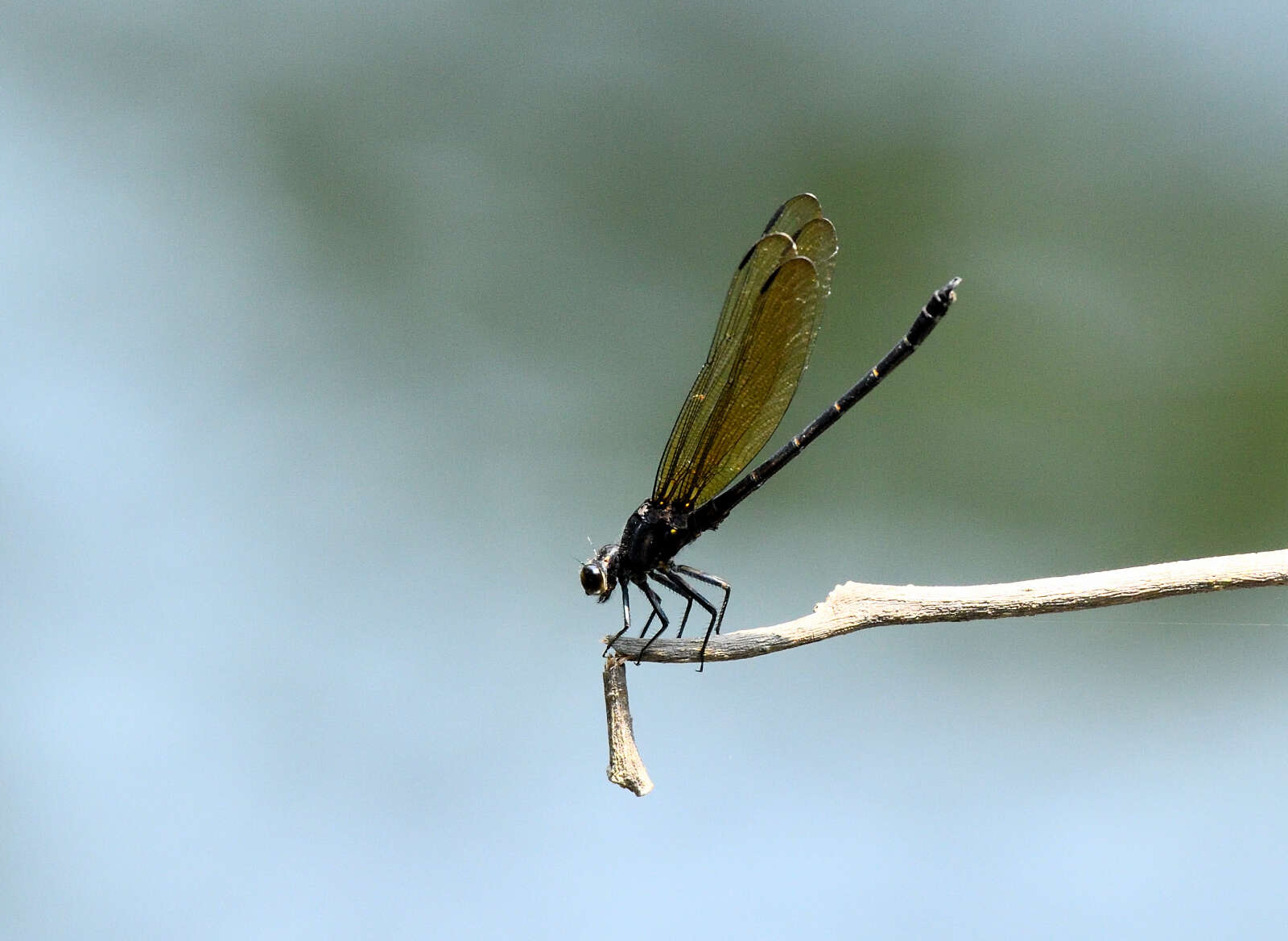 Image of black torrent dart