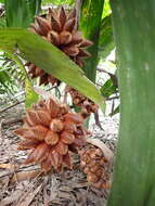 Image of salac palm