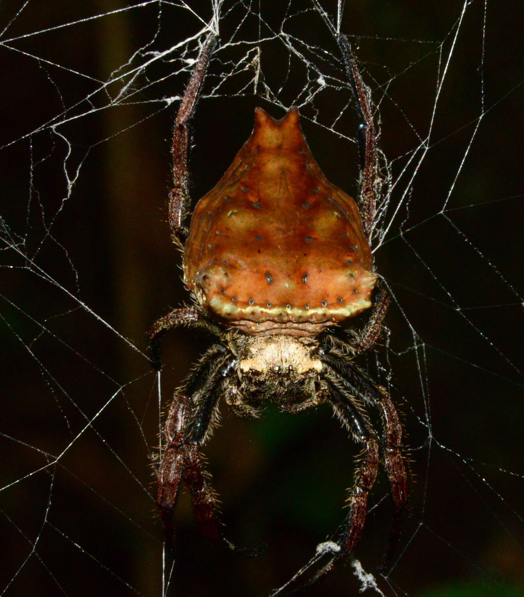 Imagem de Caerostris extrusa Butler 1882