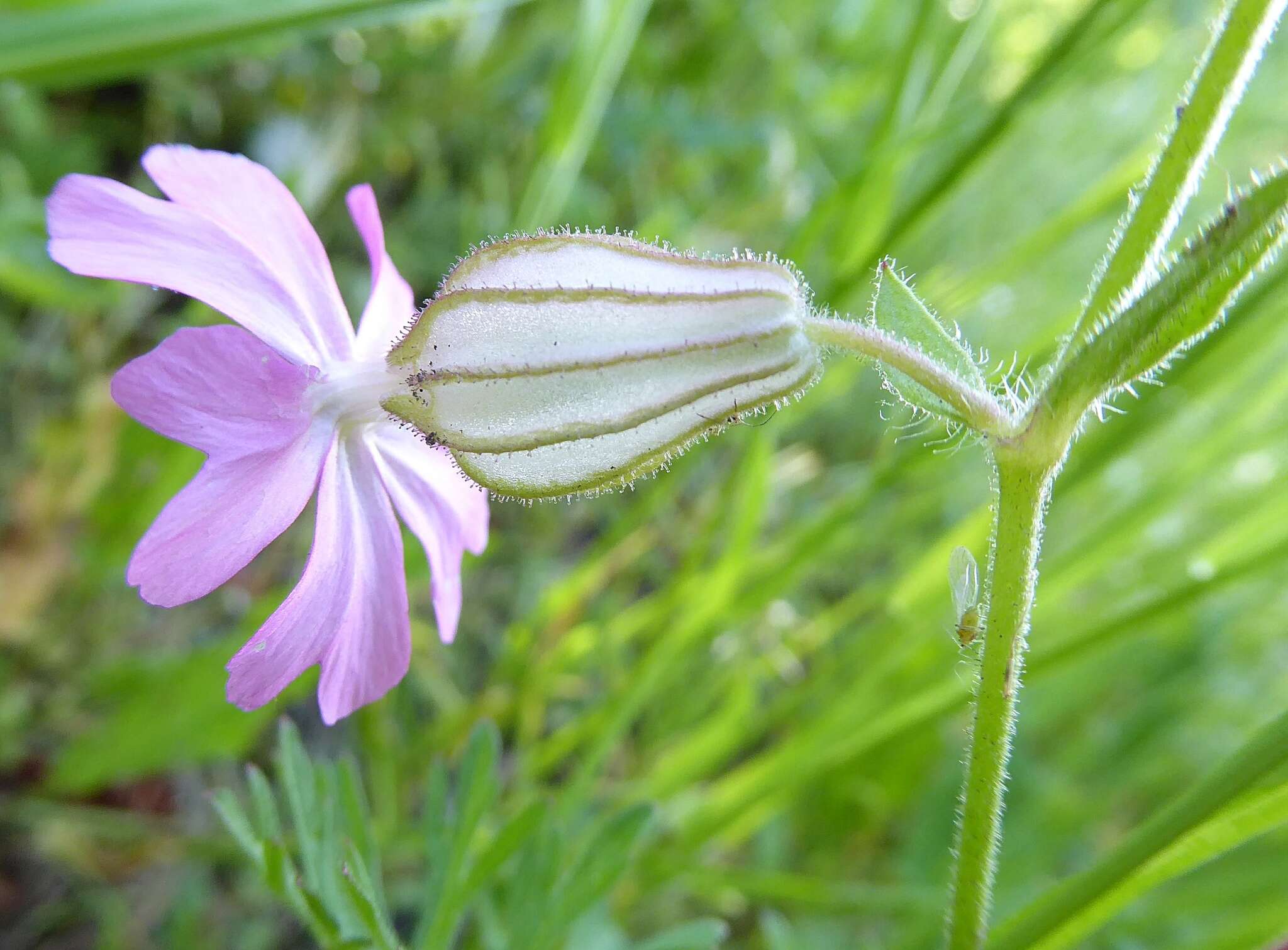 Image of nodding catchfly