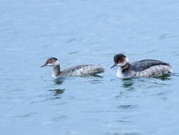 Image of Podiceps nigricollis nigricollis Brehm & CL 1831