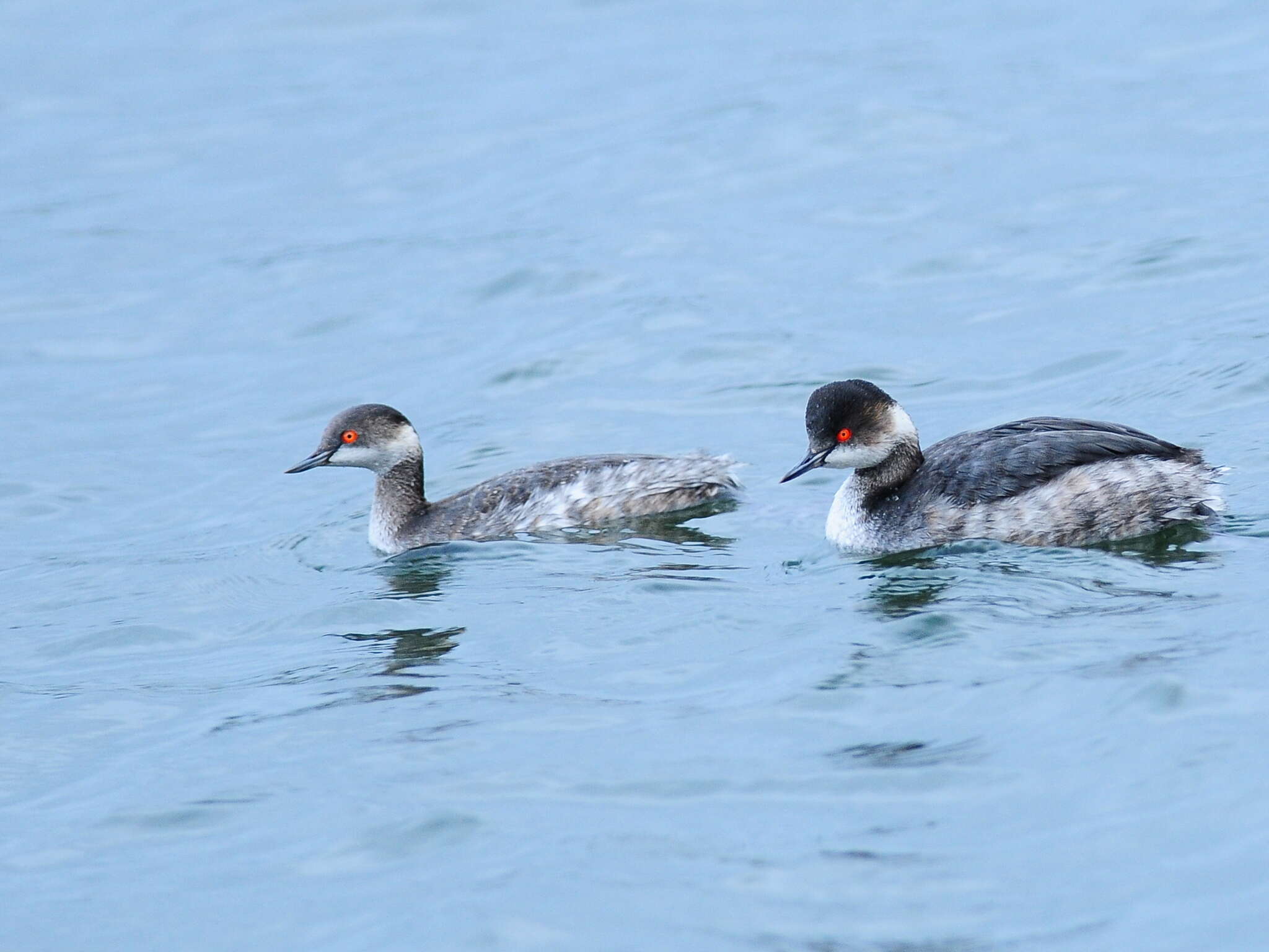 Image of Podiceps nigricollis nigricollis Brehm & CL 1831