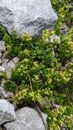 Image of Galium tarokoense Hayata