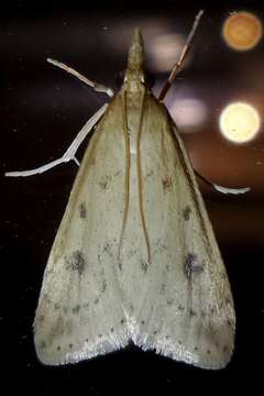 Image of Udea numeralis Hübner