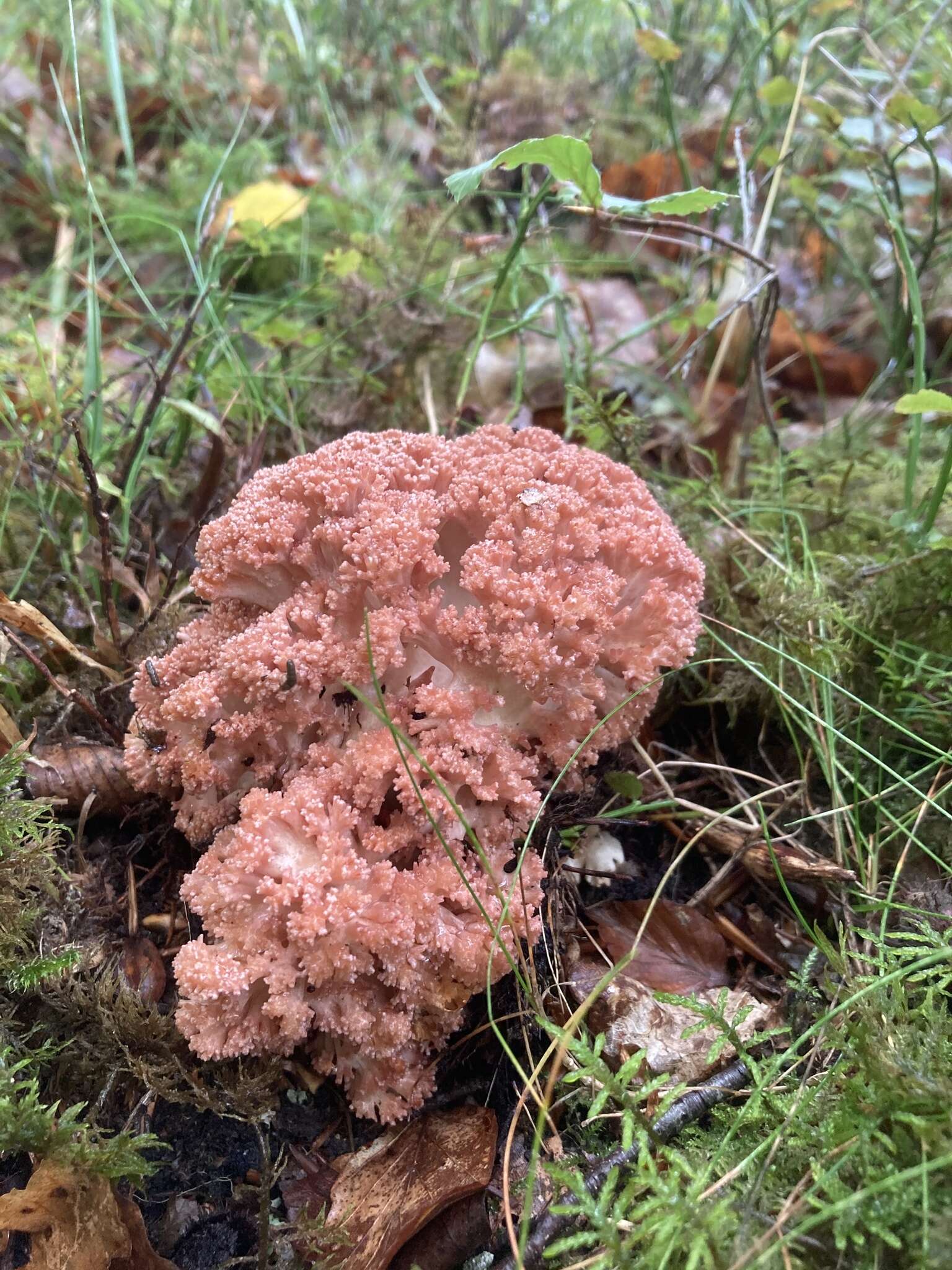 Image of Cauliflower coral