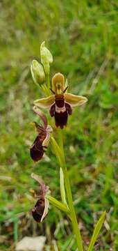 Image of Ophrys pietzschii Kümpel ex Rumsey & H. J. Crouch