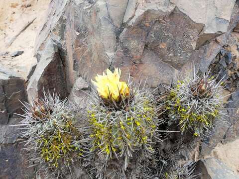 Imagem de Copiapoa calderiana F. Ritter