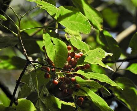 Image of Vitex queenslandica (Munir) Bramley