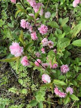 Imagem de Prunus glandulosa C. P. Thunb. ex A. Murray