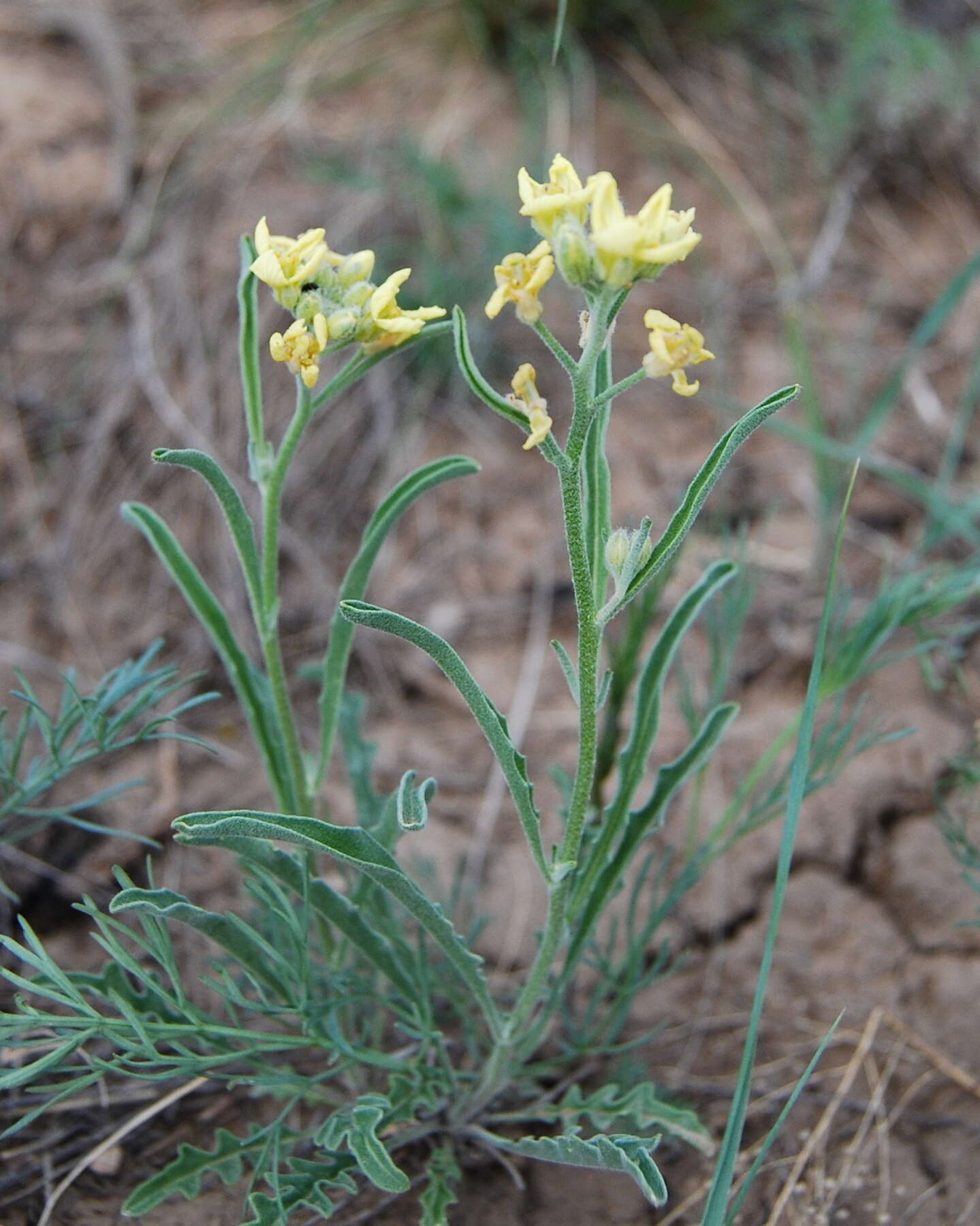 Imagem de Sterigmostemum caspicum (Lam. ex Pall.) Kuntze