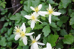 Image of pipestem clematis