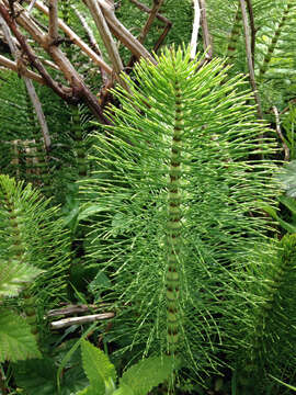 Image of Great Horsetail