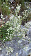Image of Galium lucidum subsp. corrudifolium (Vill.) Bonnier