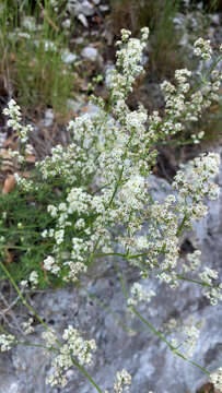 Plancia ëd Galium lucidum subsp. corrudifolium (Vill.) Bonnier