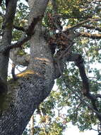 Image of Oregon white oak