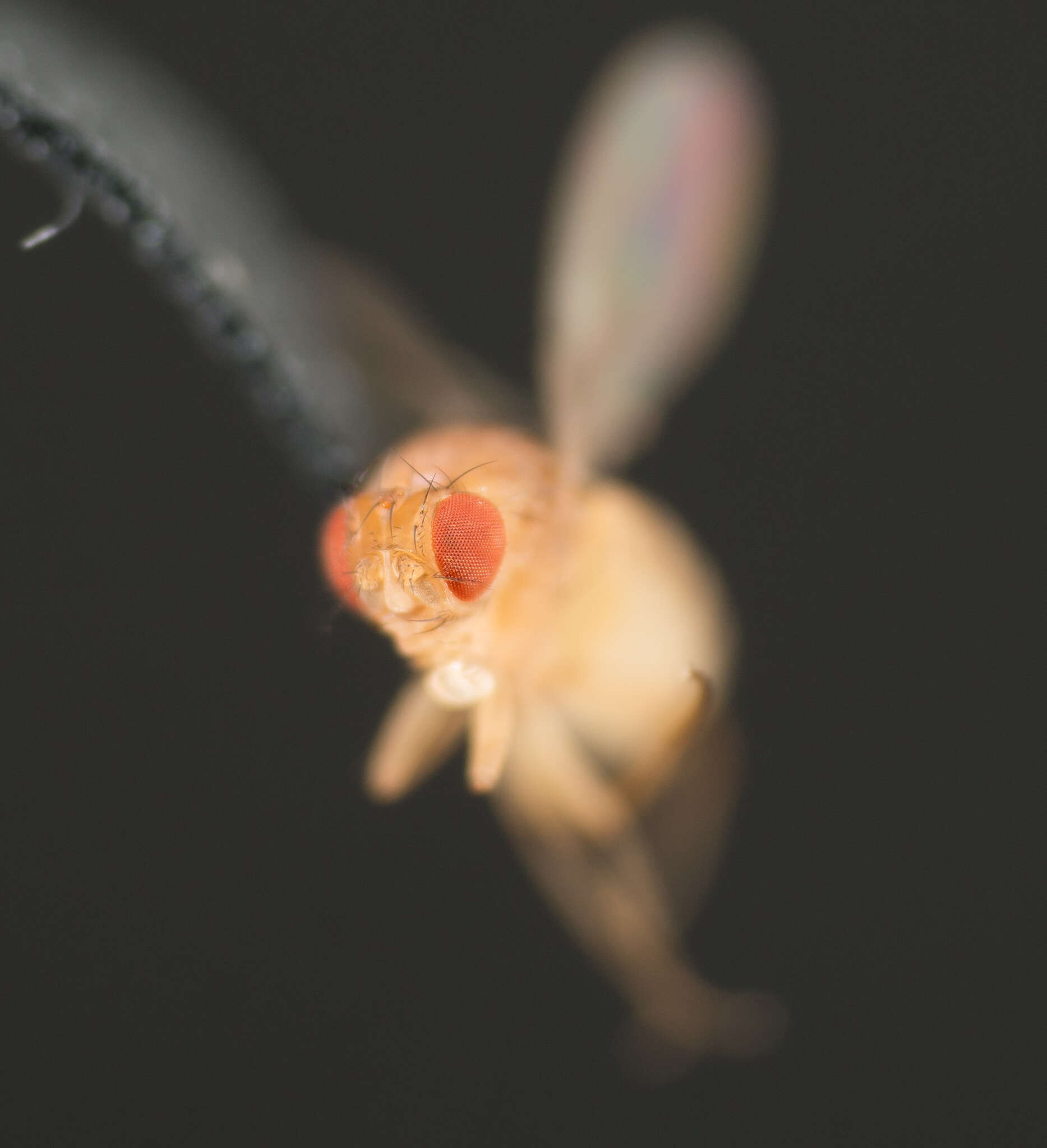 Image of fruit fly