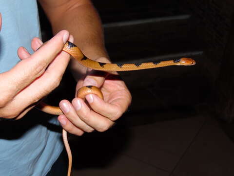 Image of Common Tiger Snake