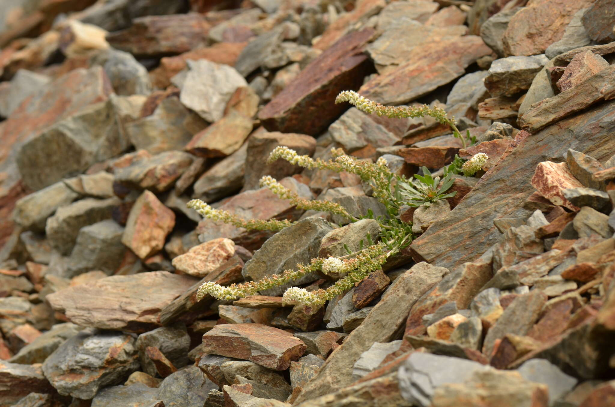 Image of Sesamoides interrupta (Boreau) G. López González