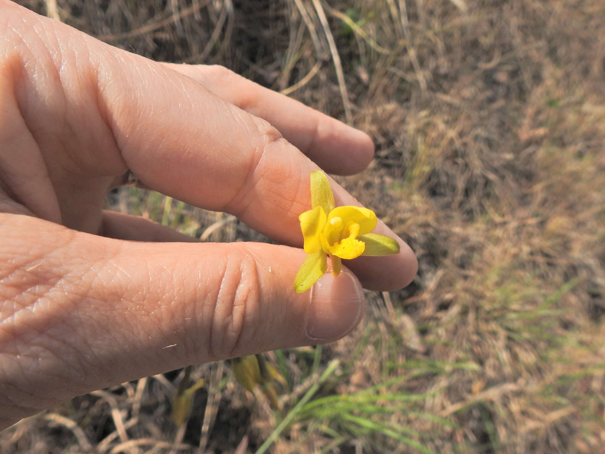 Image de Eulophia hians var. inaequalis (Schltr.) S. Thomas