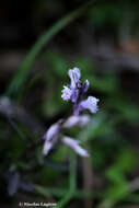 Imagem de Polygala venulosa Sm.