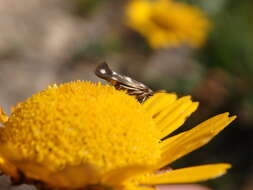 Image of Scythris scopolella Linnaeus 1767