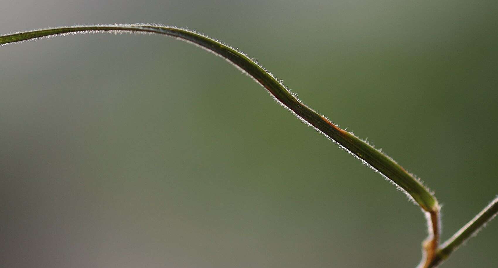 Plancia ëd Trisetum alpestre (Host) P. Beauv.