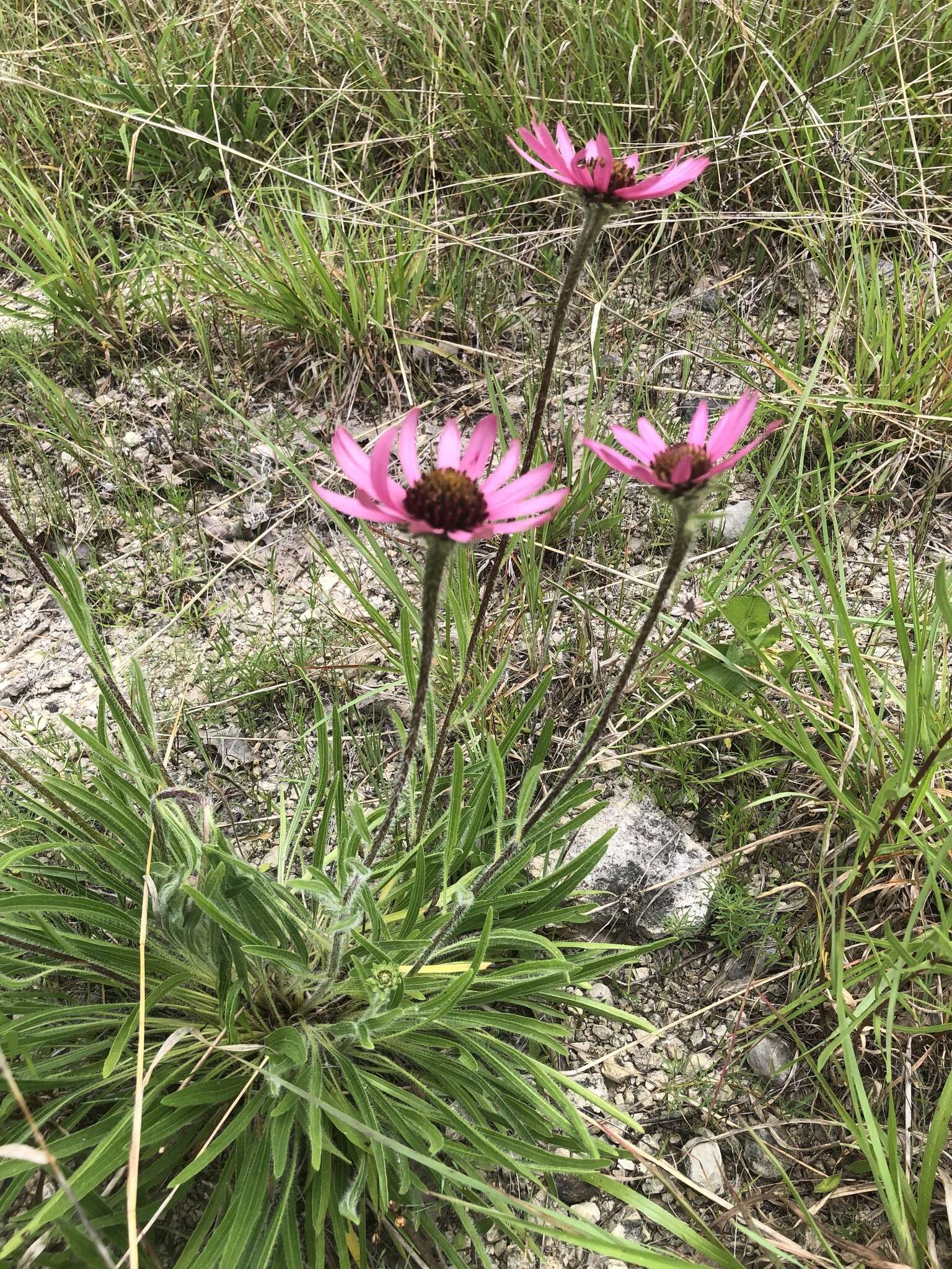 Image of Tennessee purple coneflower