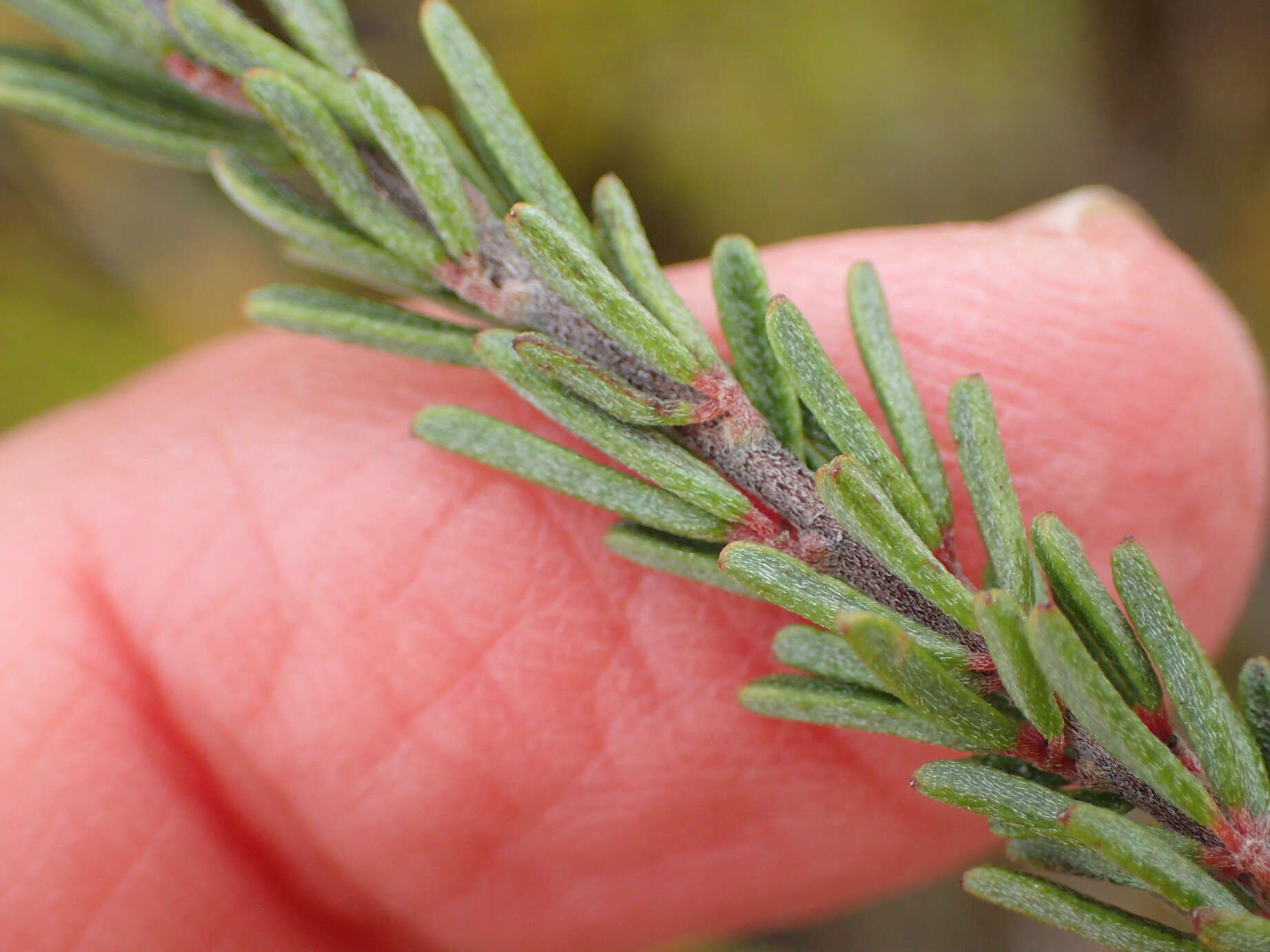 Слика од Indigofera pappei Fourc.