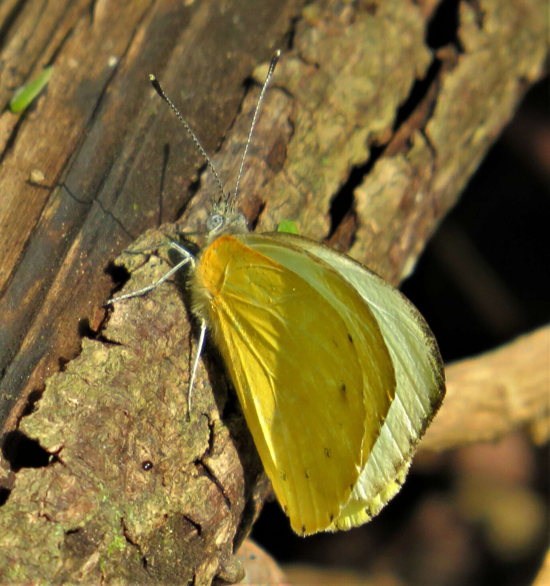 Слика од Belenois thysa (Hopffer 1855)